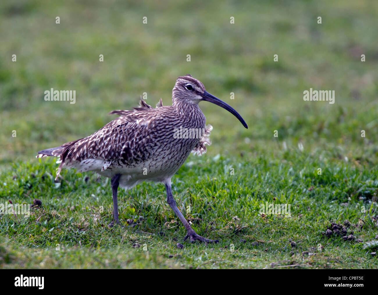 Numenius phaeopus Whimbrel, su Marazion marsh Foto Stock