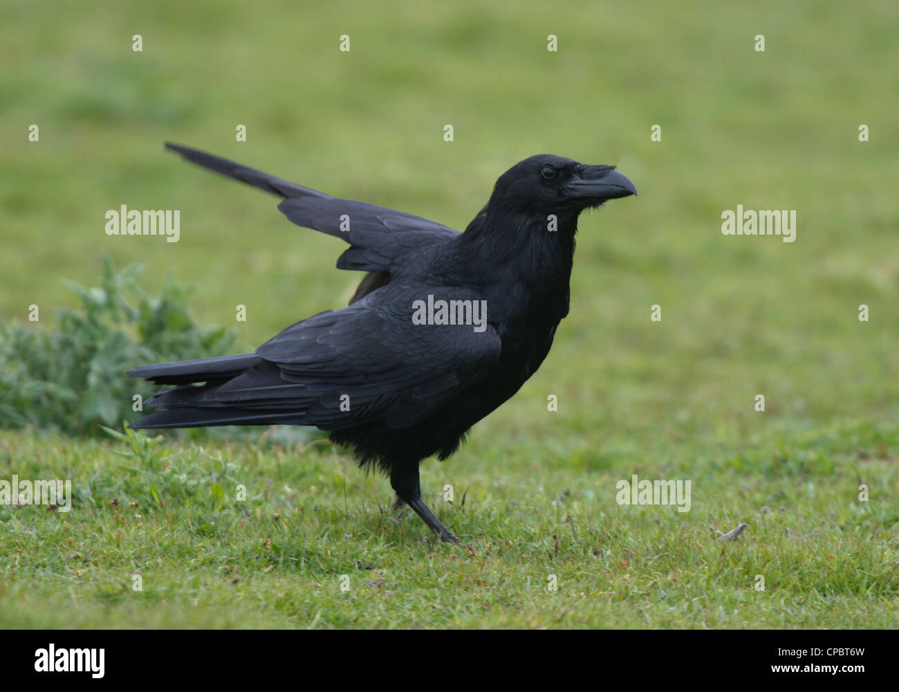 Corvus coraxm, Raven sull'erba Foto Stock