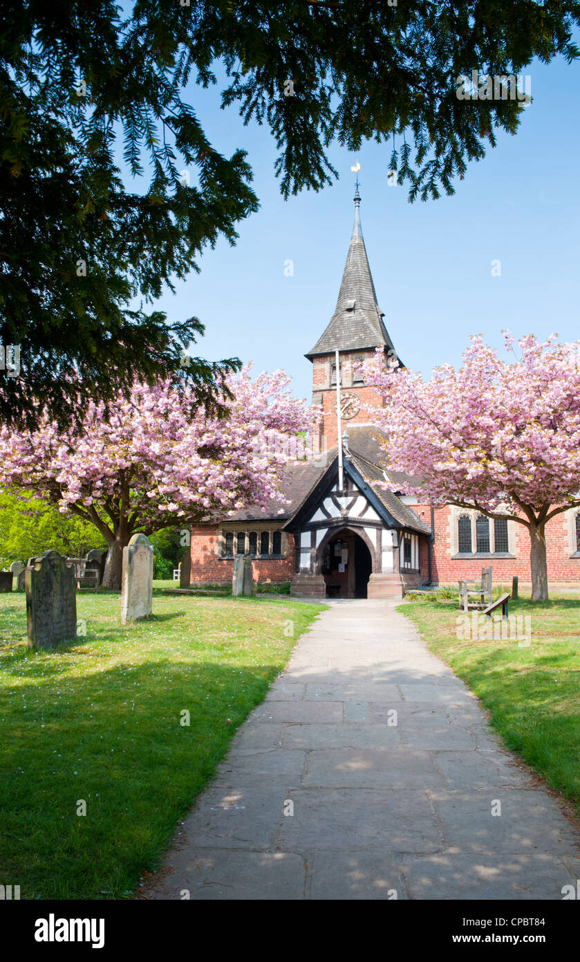 Fiore di Ciliegio al di fuori di Santa Maria la Chiesa Parrocchiale, Whitegate, Cheshire, Inghilterra, Regno Unito Foto Stock