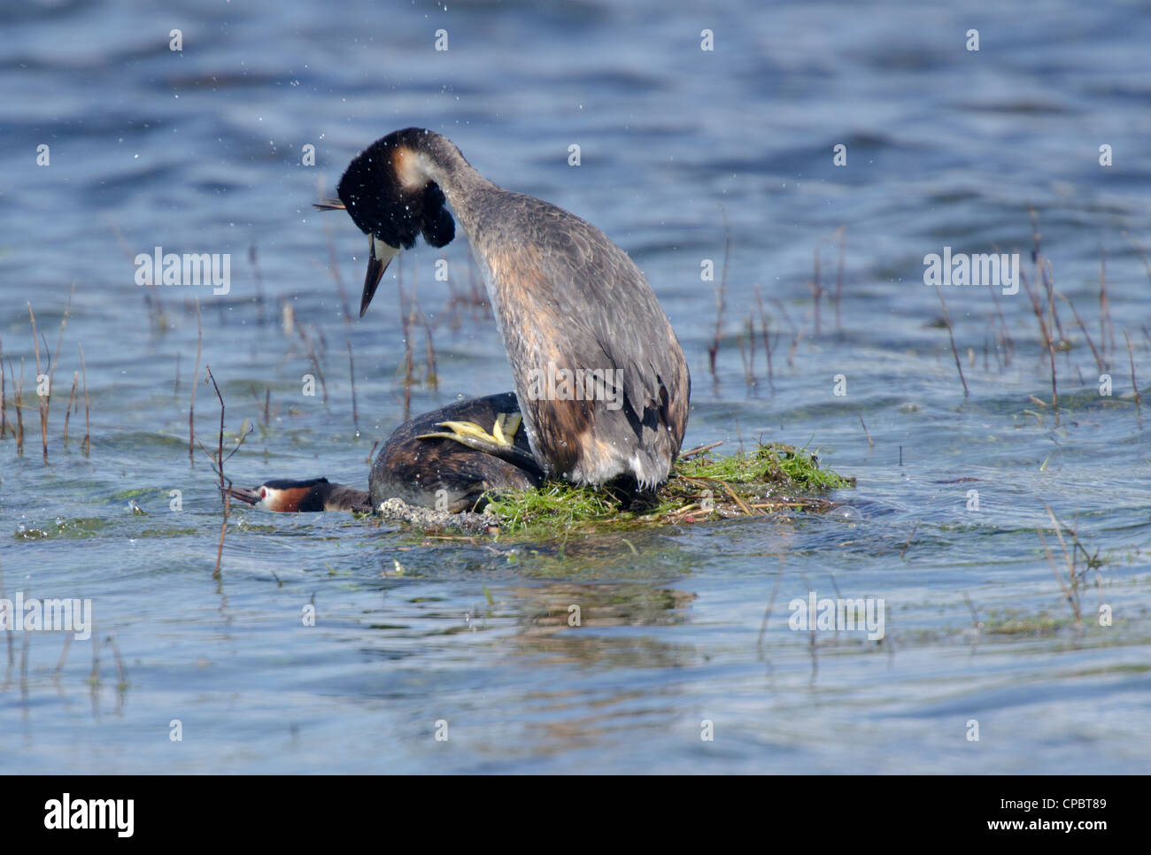 Podiceps cristatus, coppia di grande Crested svassi coniugata sul nido Foto Stock