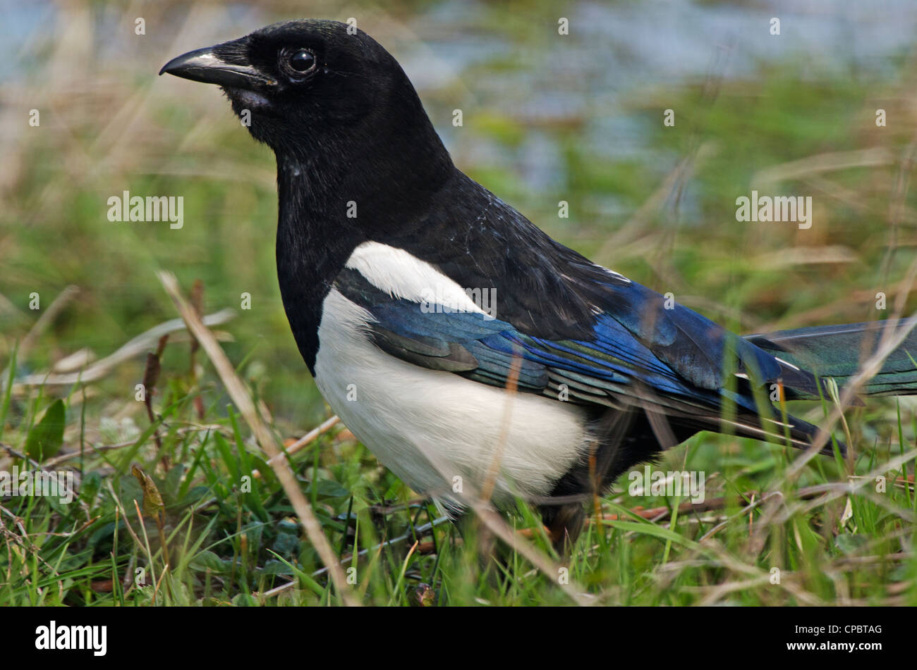 Pica pica, Magpie in Grass, Marazion, Cornovaglia, Regno Unito Foto Stock