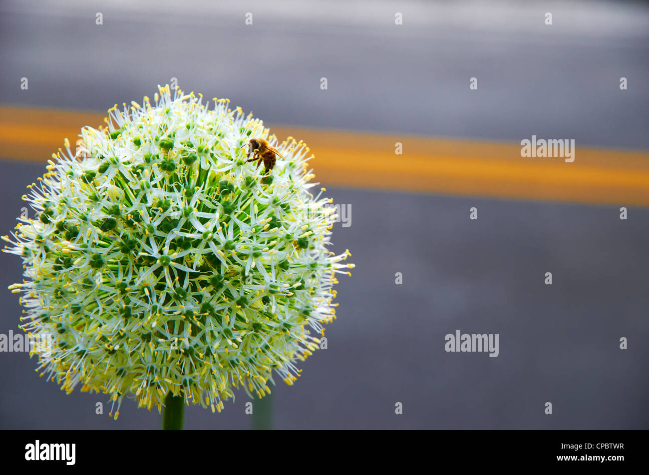 Bumble Bee sul fiore Foto Stock