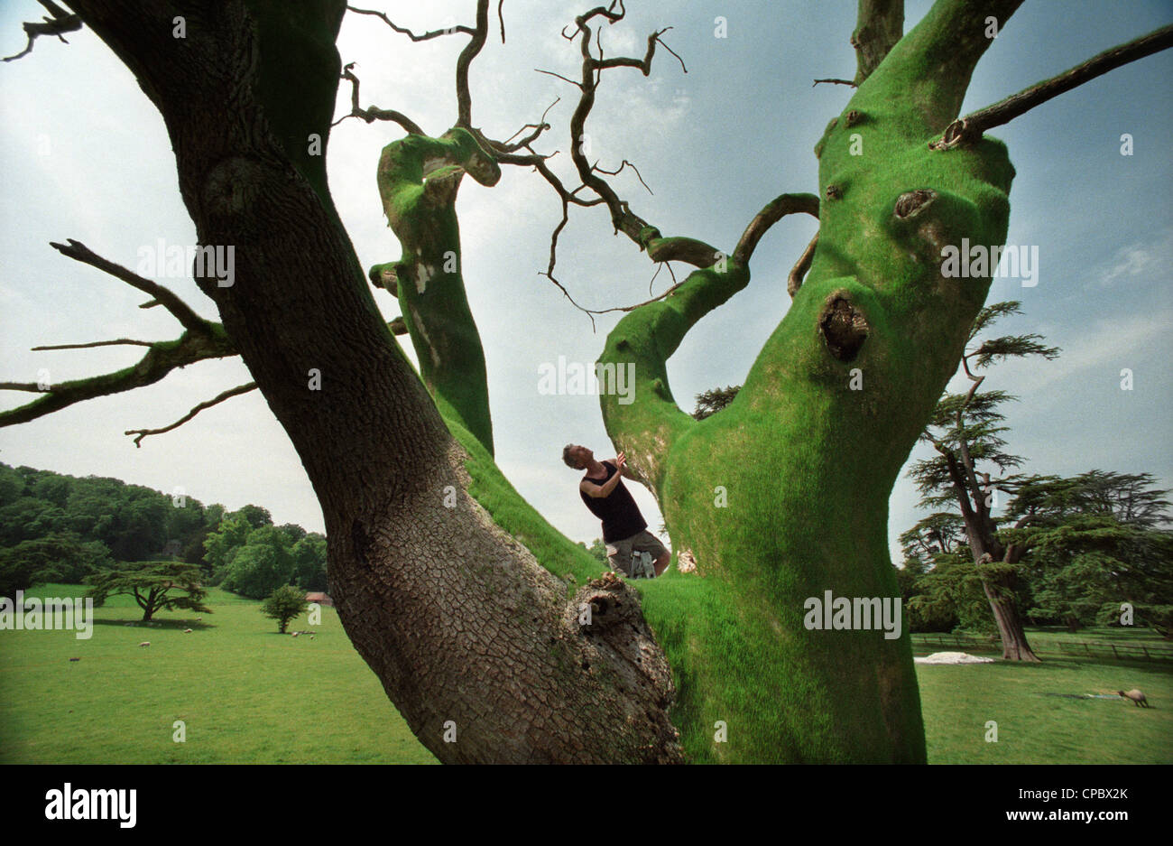 Il giardiniere del trattamento di una quercia con una miscela di yogurt per incoraggiare la moss a crescere sul tronco e rami. Foto Stock
