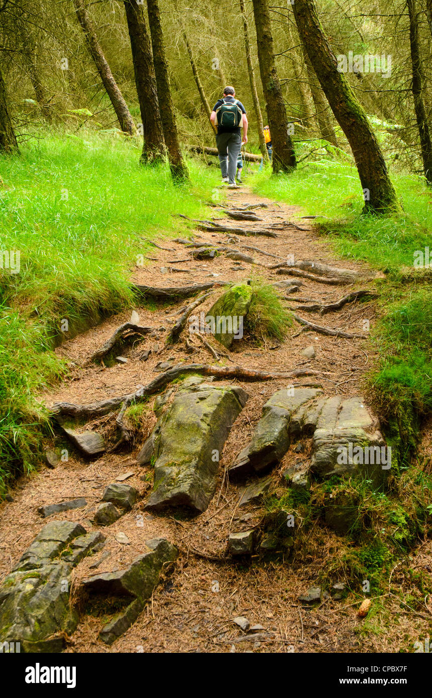Walker il roccioso sentiero forestale nei pressi di alta diga Lake District Foto Stock