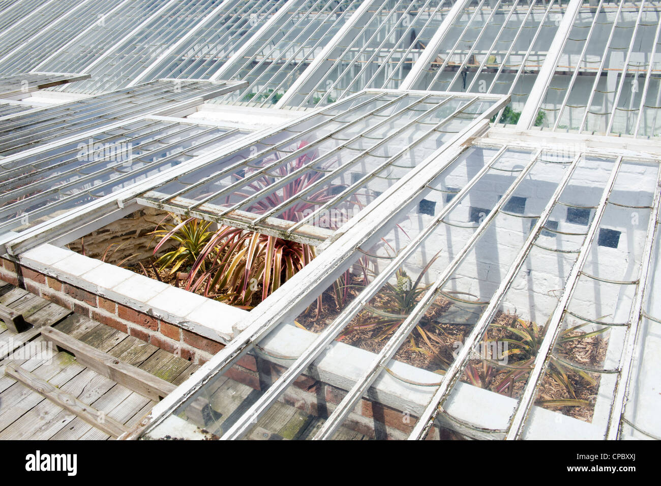 Ananas box al Lost Gardens of Heligan, Cornwall, Inghilterra Foto Stock