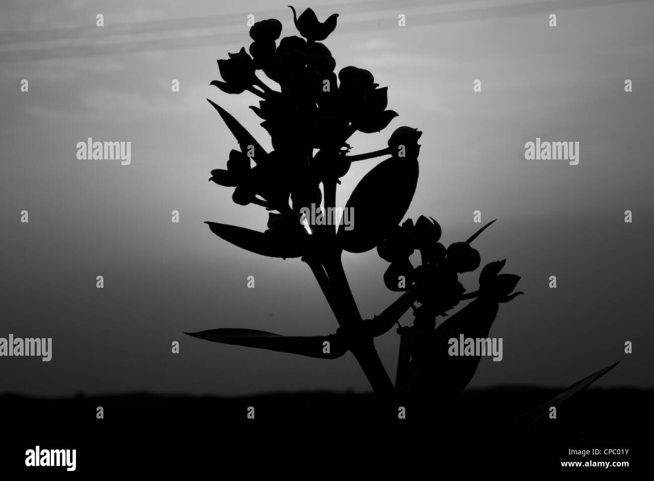 Desert Flower Silouette in un Balck e cielo bianco Foto Stock