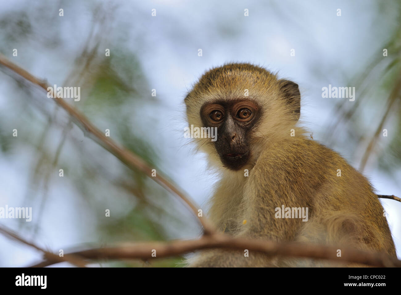 Vervet monkey - Grivet Monkey - green monkey - scimmia di savana (Chlorocebus pygerythrus) giovane maschio in un albero a Lake Baringo Foto Stock