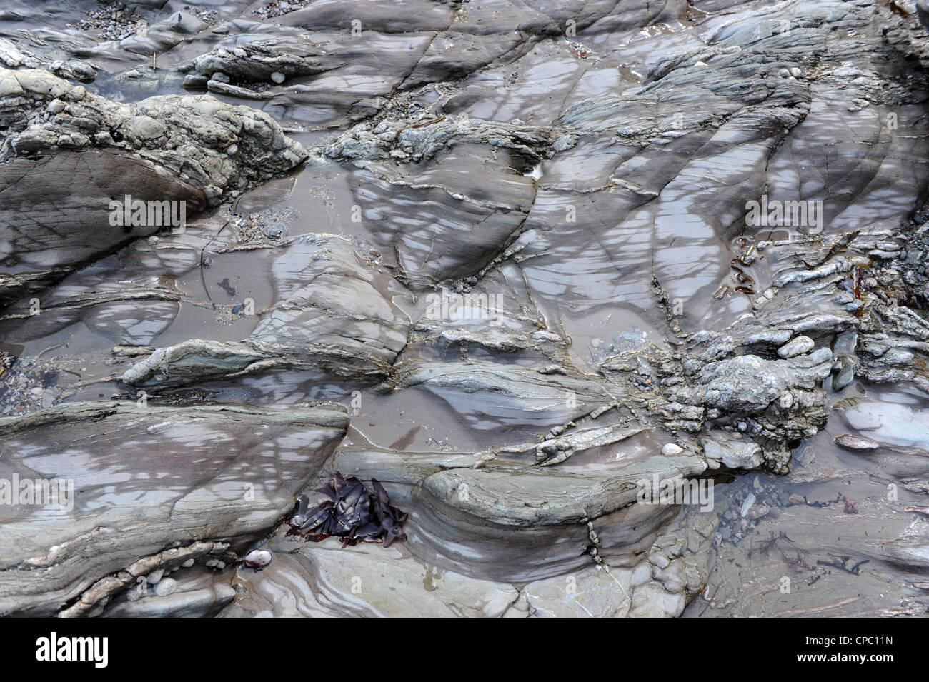 Rocce costiere reso liscio da erosione del mare Devon UK Foto Stock