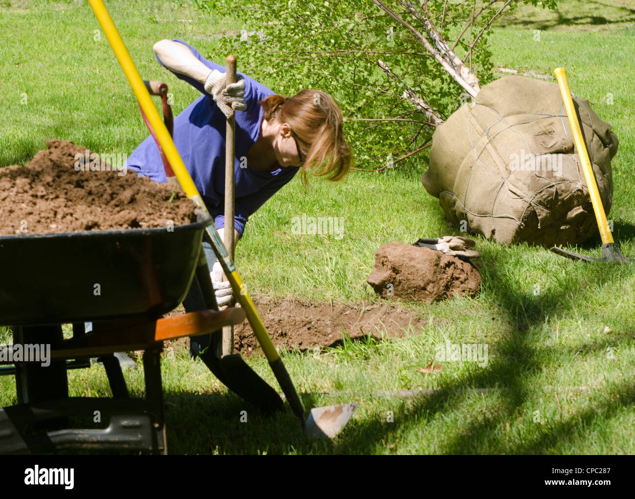 Donna foro di scavo a pianta grande betulla Foto Stock