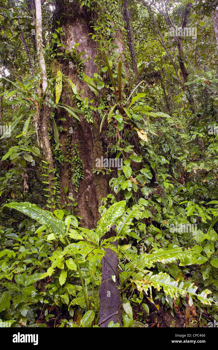 Interno della foresta pluviale tropicale in Ecuador Foto Stock