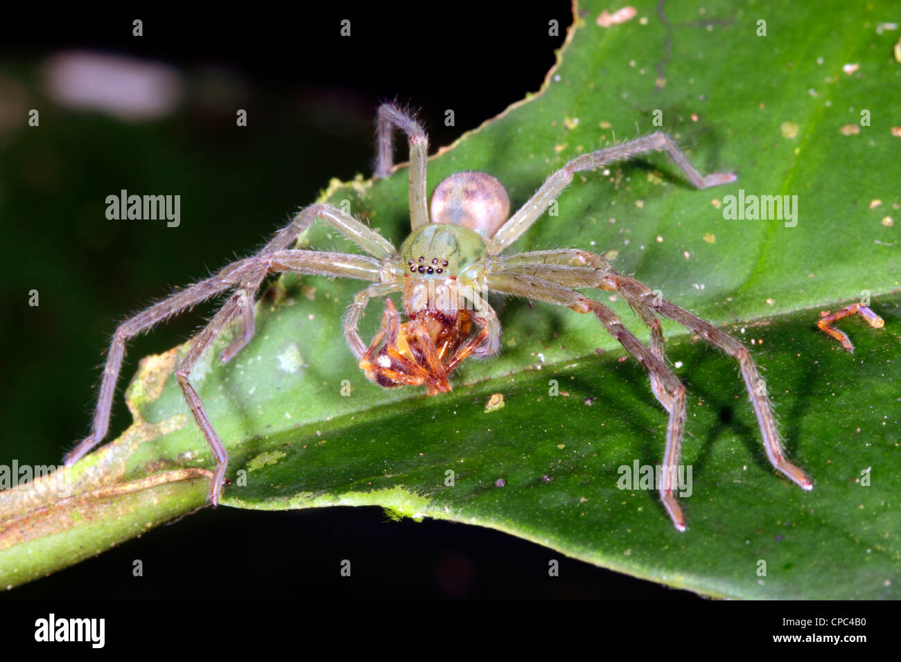Spider mangiando un altro spider nella foresta pluviale, Ecuador Foto Stock