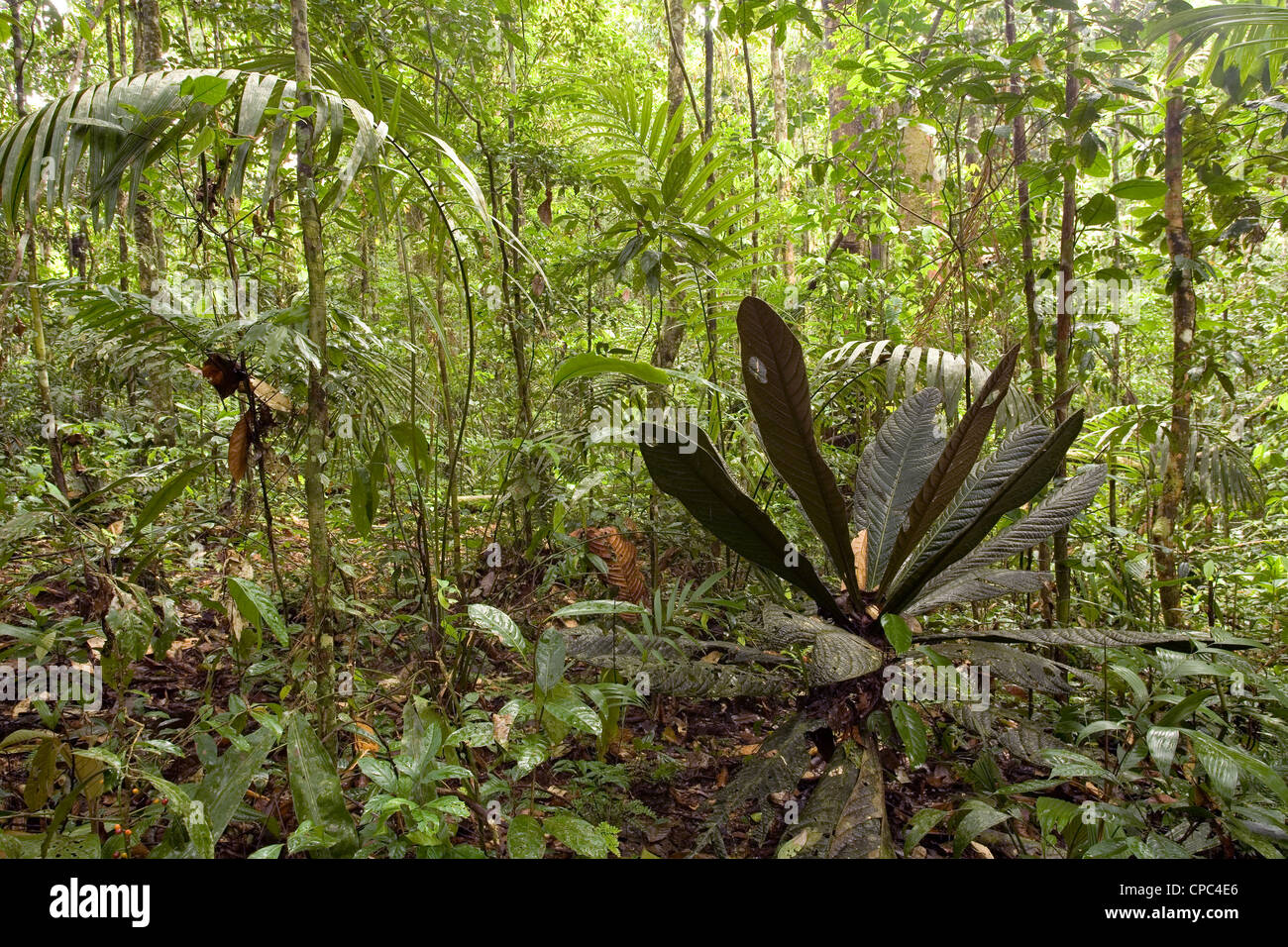 Interno della foresta pluviale tropicale in Ecuador con una distintiva grande impianto leafed in primo piano Foto Stock