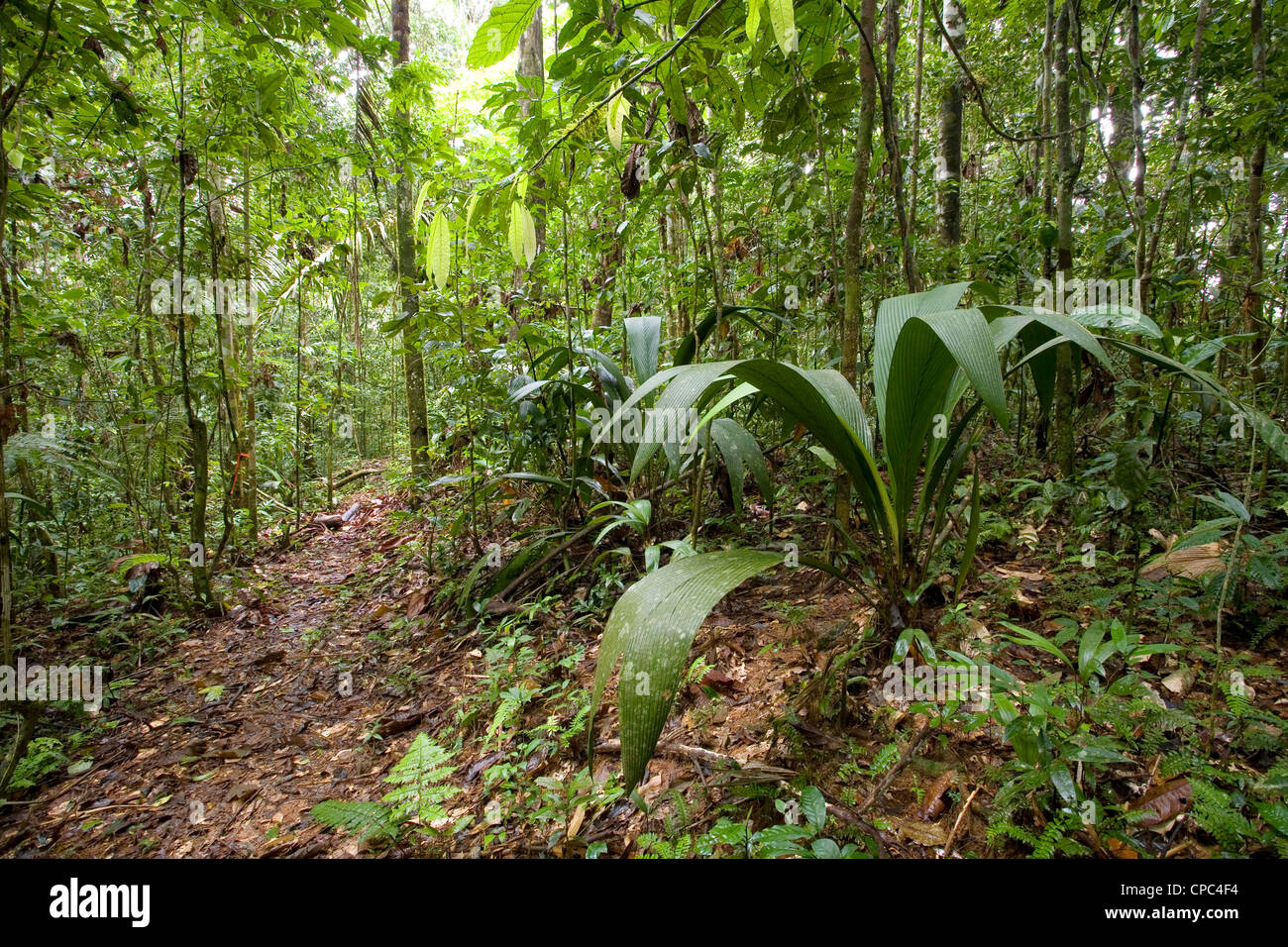 Interno della foresta pluviale tropicale in Ecuador con un sottobosco palm (Geonoma sp.) a destra e un percorso in esecuzione sulla sinistra. Foto Stock