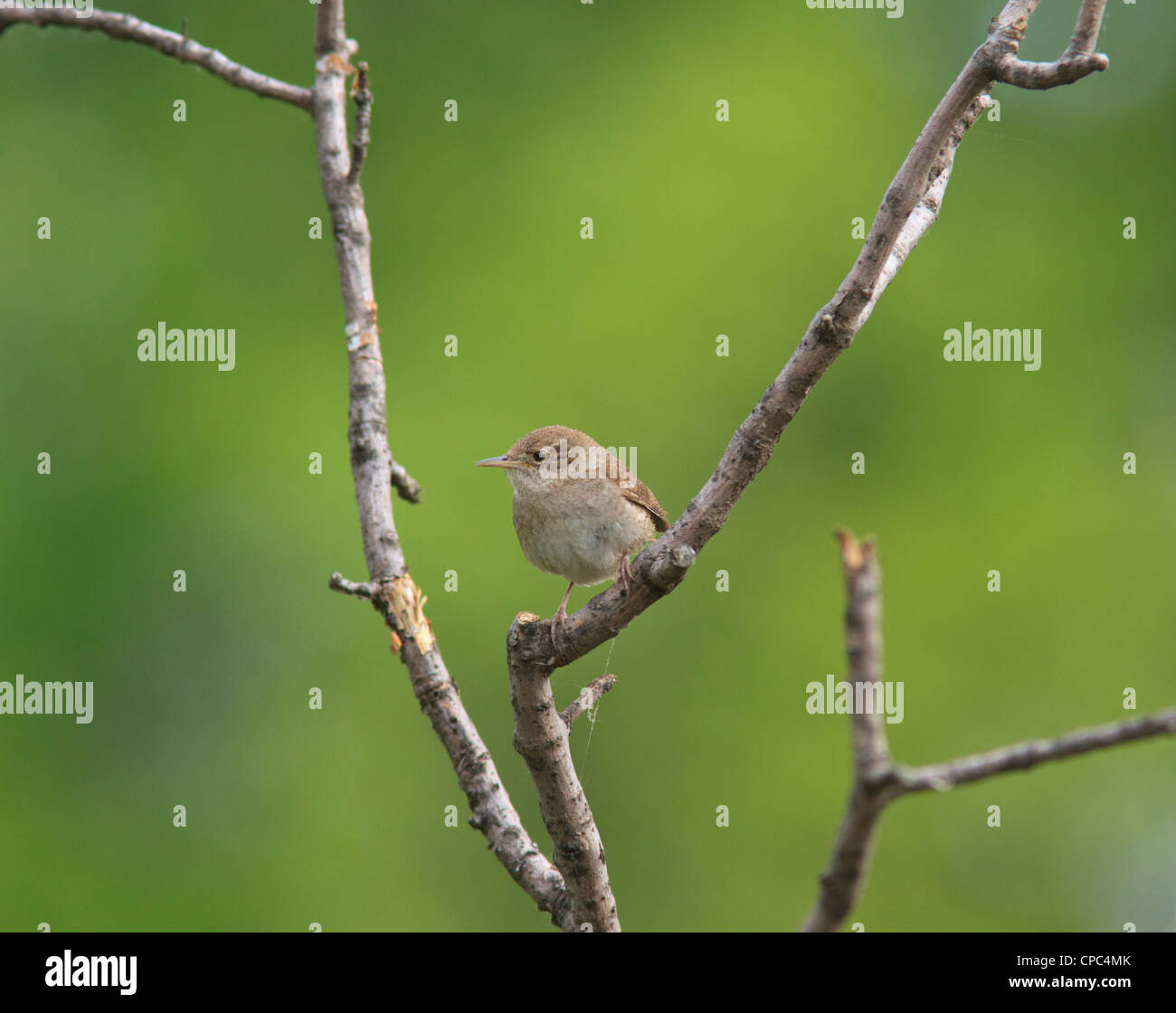 Casa wren (Troglodytes aedon) sui rami di alberi. Foto Stock