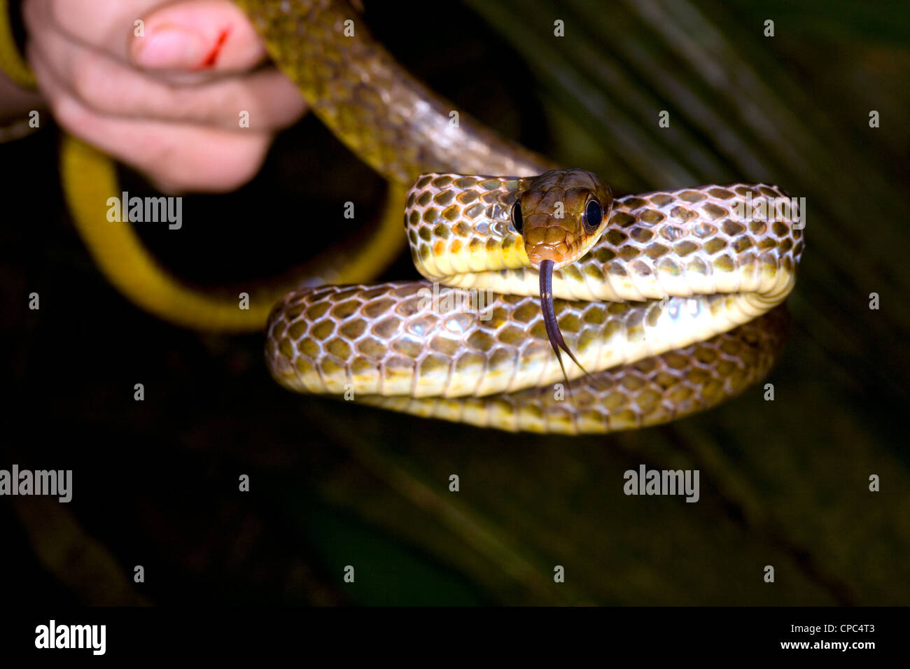 Di oliva (whipsnake Chironius fuscus) Foto Stock