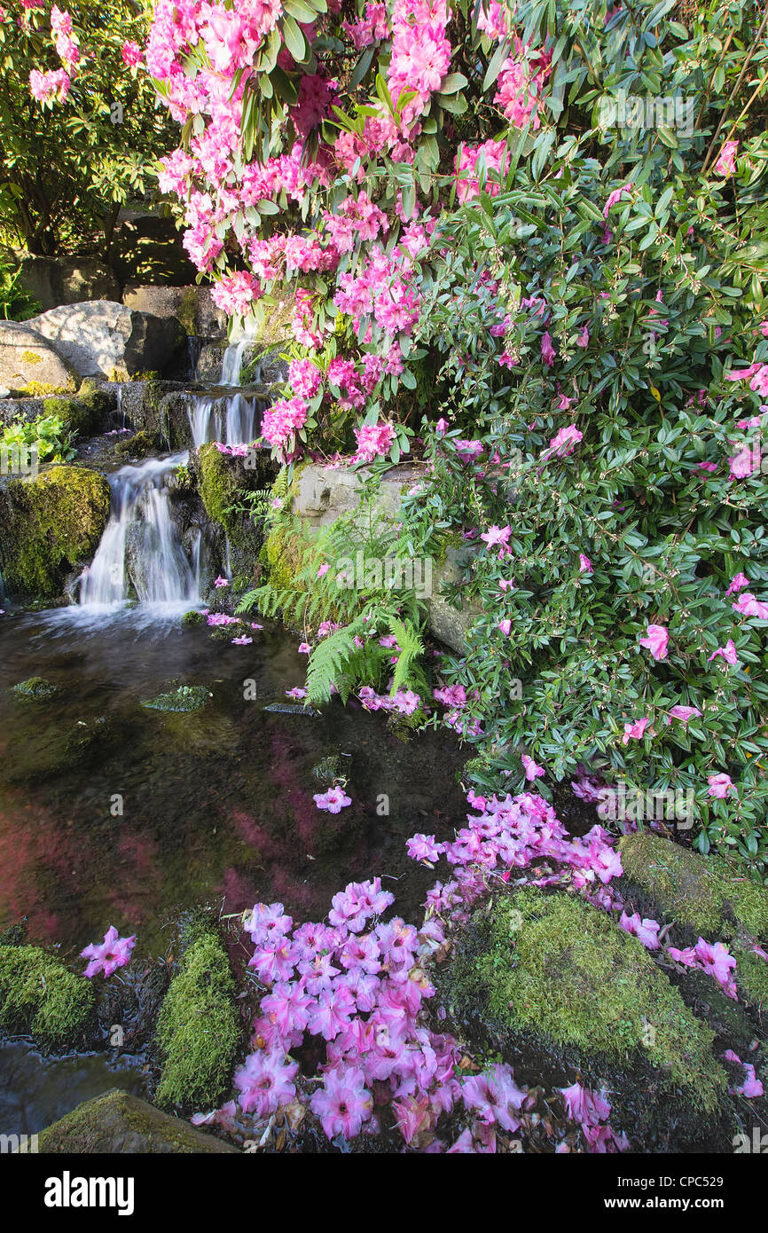 Rhododendron fiori che fioriscono in primavera di stagione in cascata Foto Stock