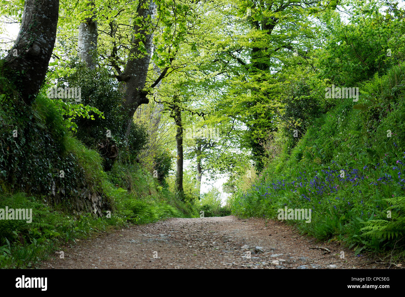 Green Lane, Lost Gardens of Heligan, Cornwall, Inghilterra Foto Stock