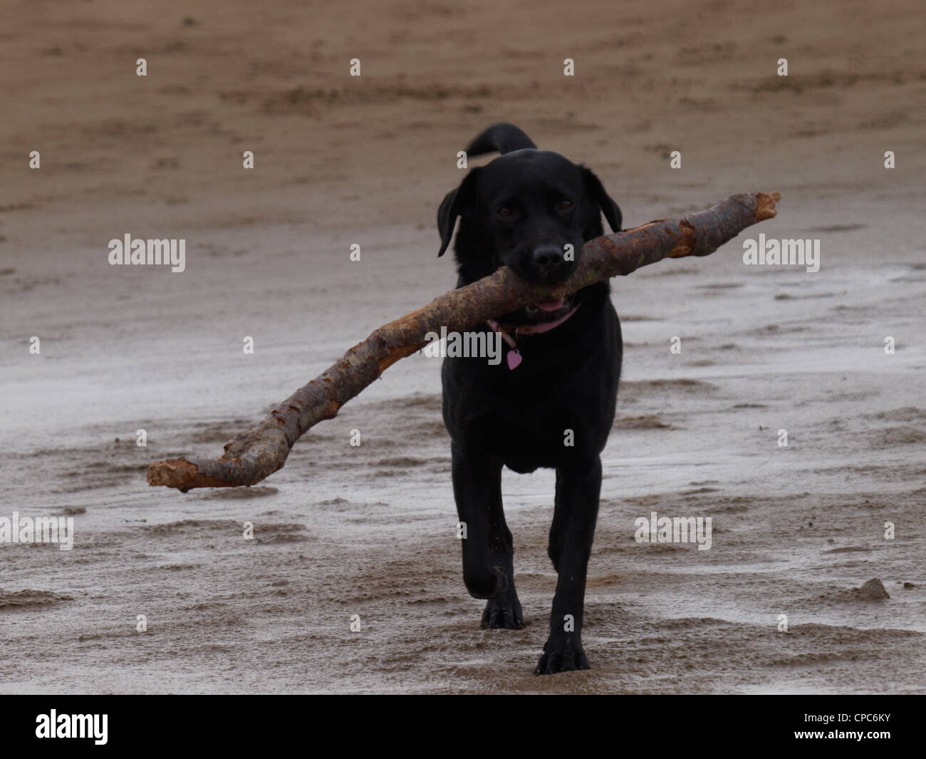 La riproduzione del cane fetch di una filiale di grandi dimensioni, REGNO UNITO Foto Stock
