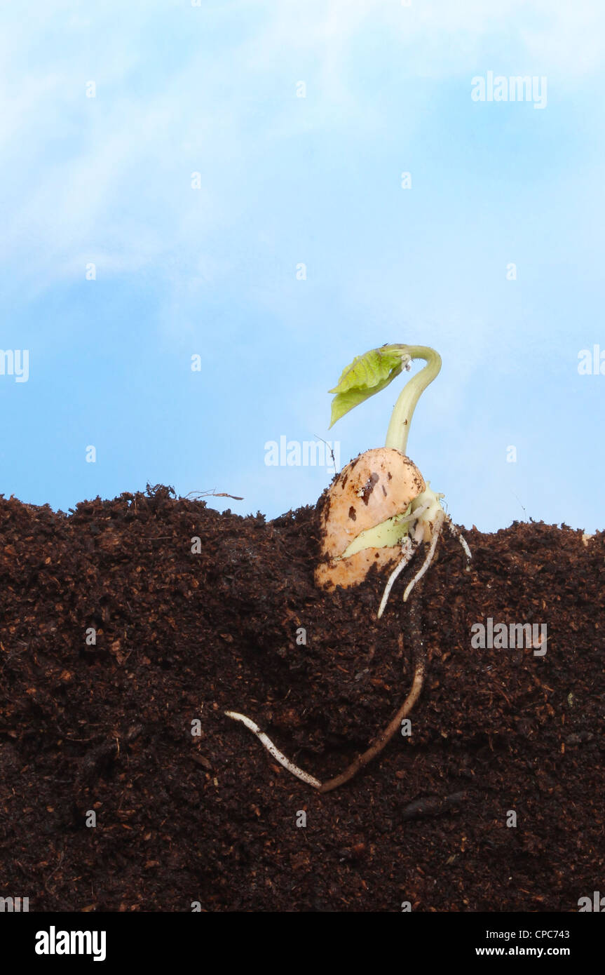 Fresco di fagioli germinati seme nel suolo contro un cielo blu con il bianco wispy nuvole Foto Stock