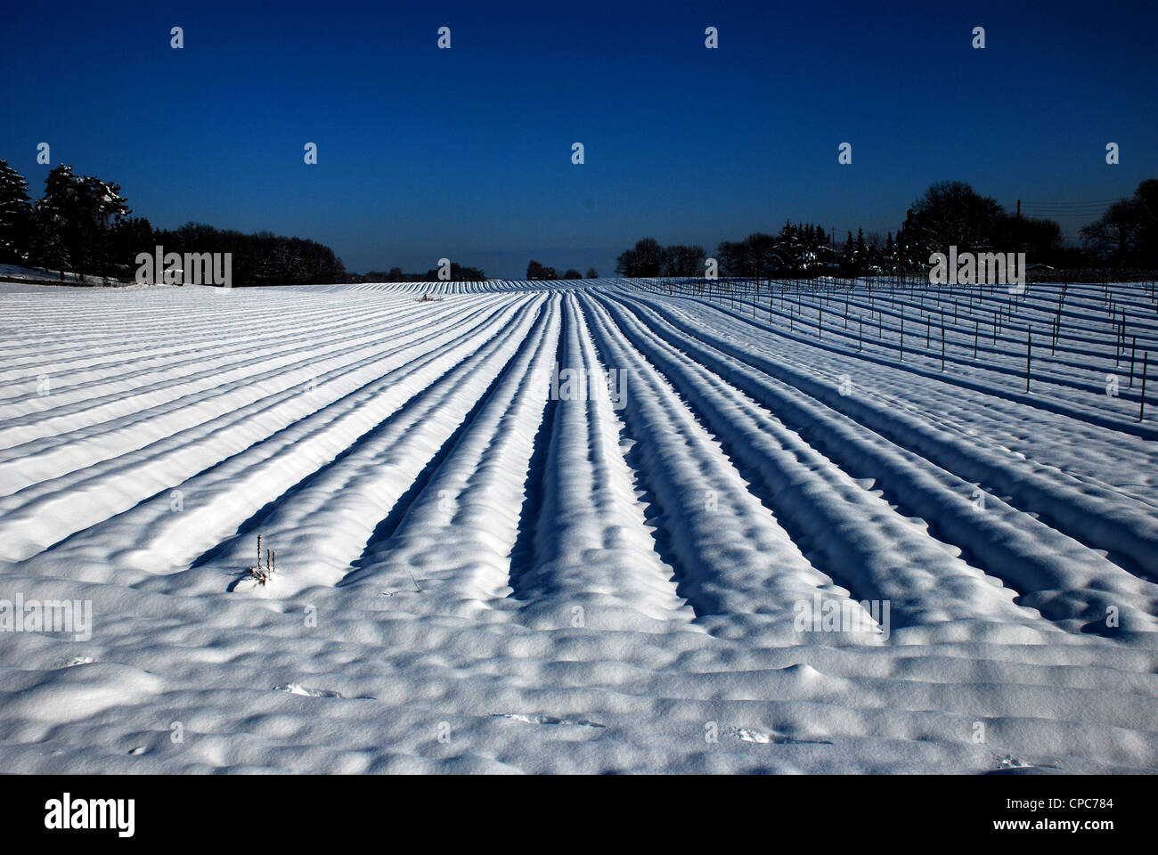 Tulip farm in inverno Foto Stock