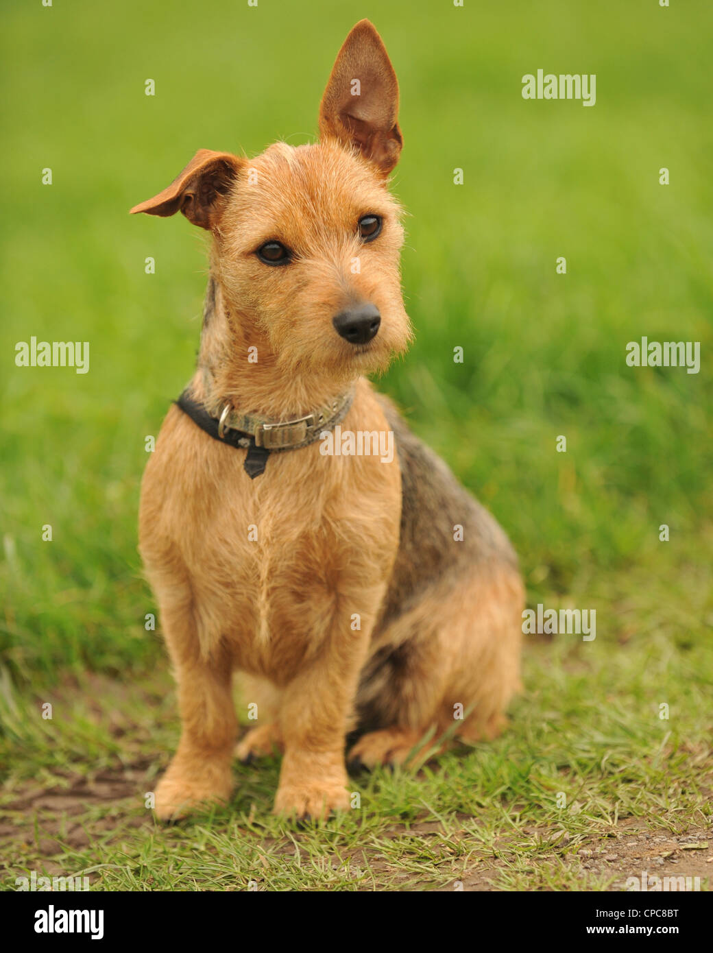 Carino di razza terrier Foto Stock