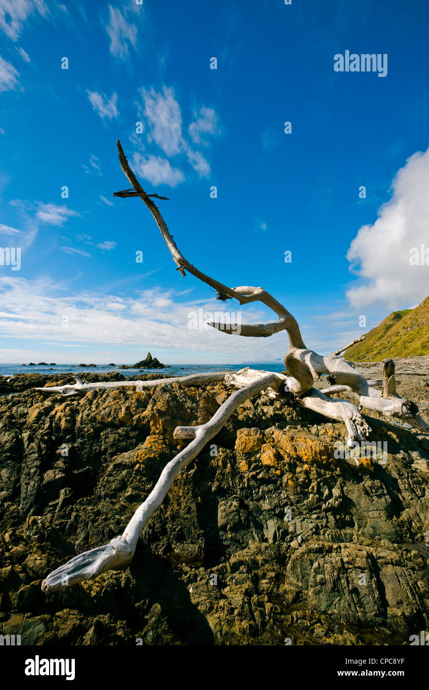 Driftwood tree sul litorale vicino Plimmerton, Porirua, Nuova Zelanda Foto Stock