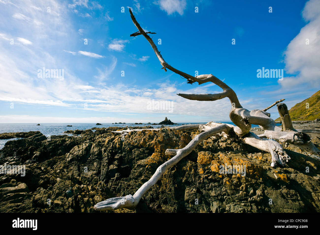 Driftwood tree sul litorale vicino Plimmerton, Porirua, Nuova Zelanda Foto Stock