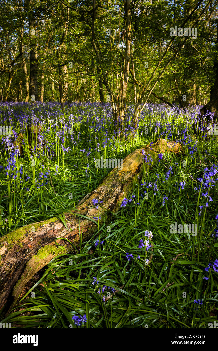 Primavera Bluebell Wood Foto Stock
