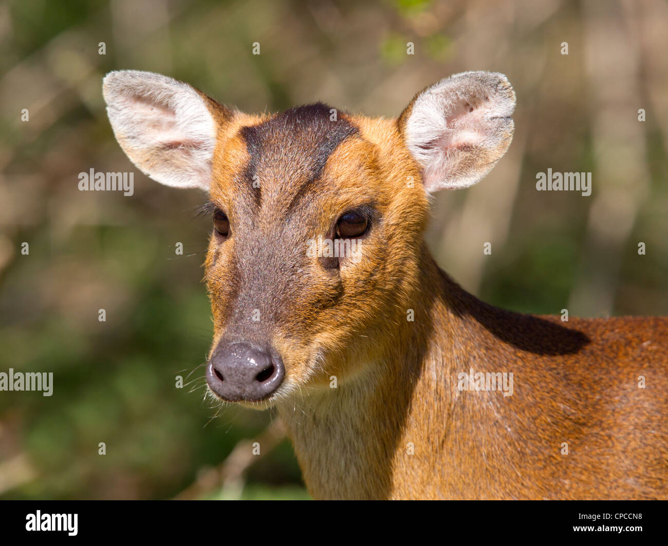 Reeve's muntjac deer, close up Foto Stock