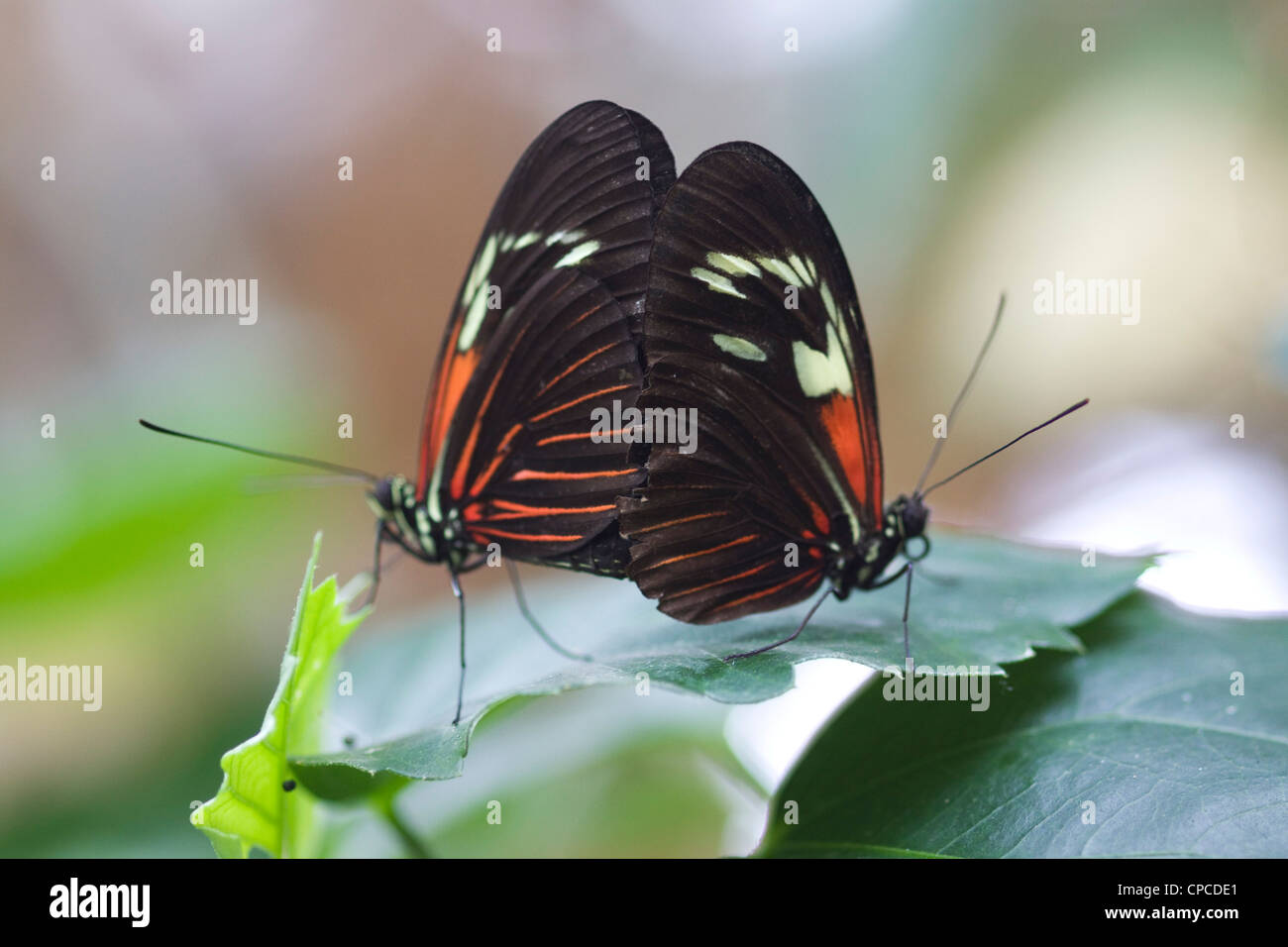 Portalettere Butterfly Heliconius melpomene : alimentazione su un fiore Foto Stock
