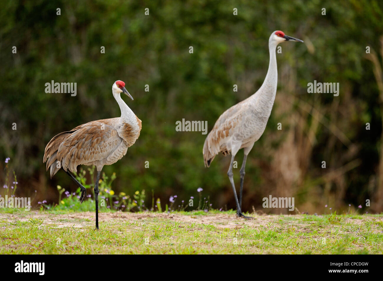 Sandhill gru (Grus canadensis) Audubon Rookery, Venezia, Florida Foto Stock