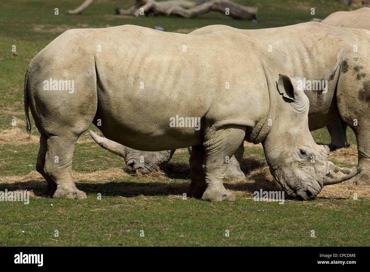 Rinoceronte nero Diceros simum pascolano in cattività Foto Stock