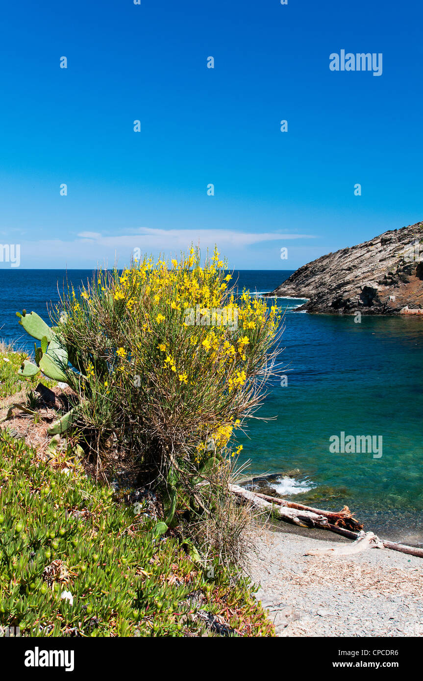 Una Scopa Di Arbusti In Fiore Con Piccola Spiaggia In Background Cadaques In Costa Brava Catalogna Spagna Foto Stock Alamy