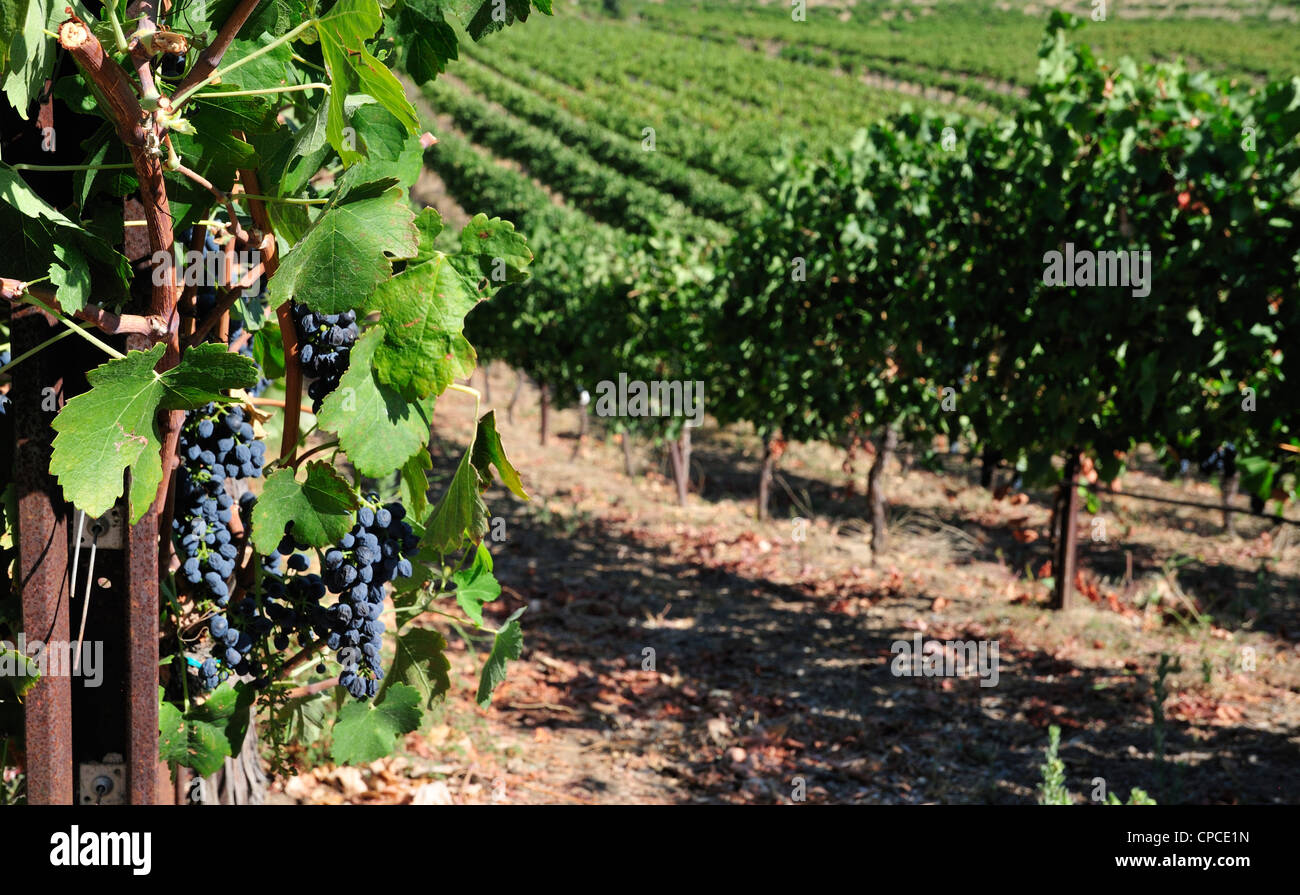 Malbec uva che cresce in un vigneto. Temecula, California Foto Stock