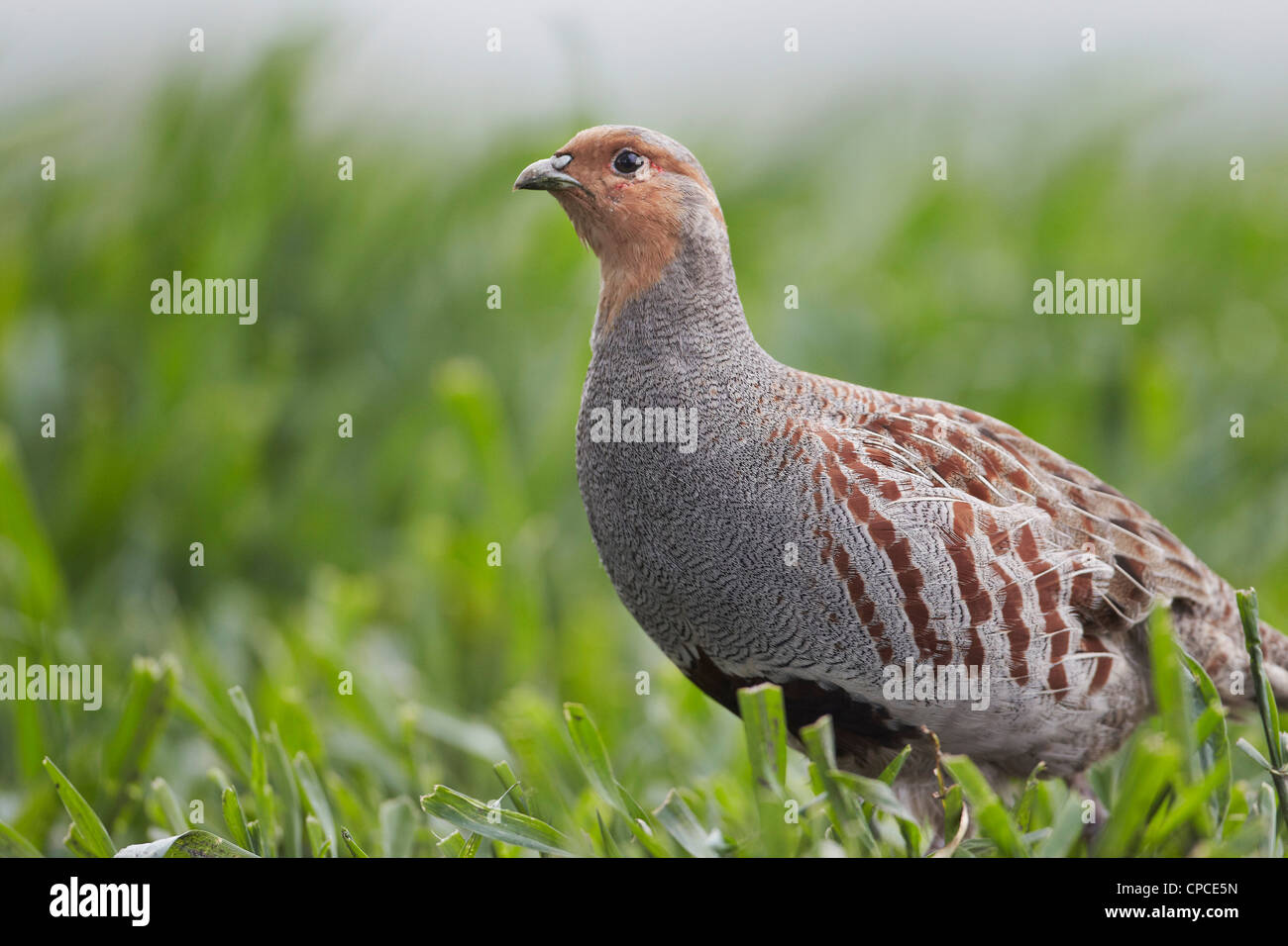 La starna, Perdix perdix, Regno Unito Foto Stock