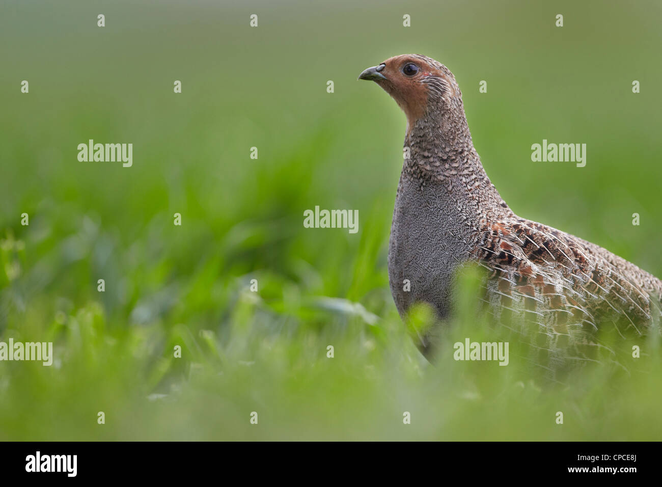 La starna, Perdix perdix, Regno Unito Foto Stock