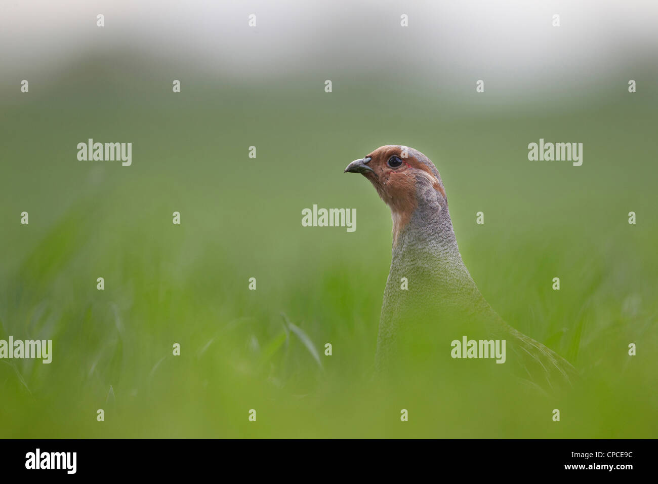 La starna, Perdix perdix, Regno Unito Foto Stock