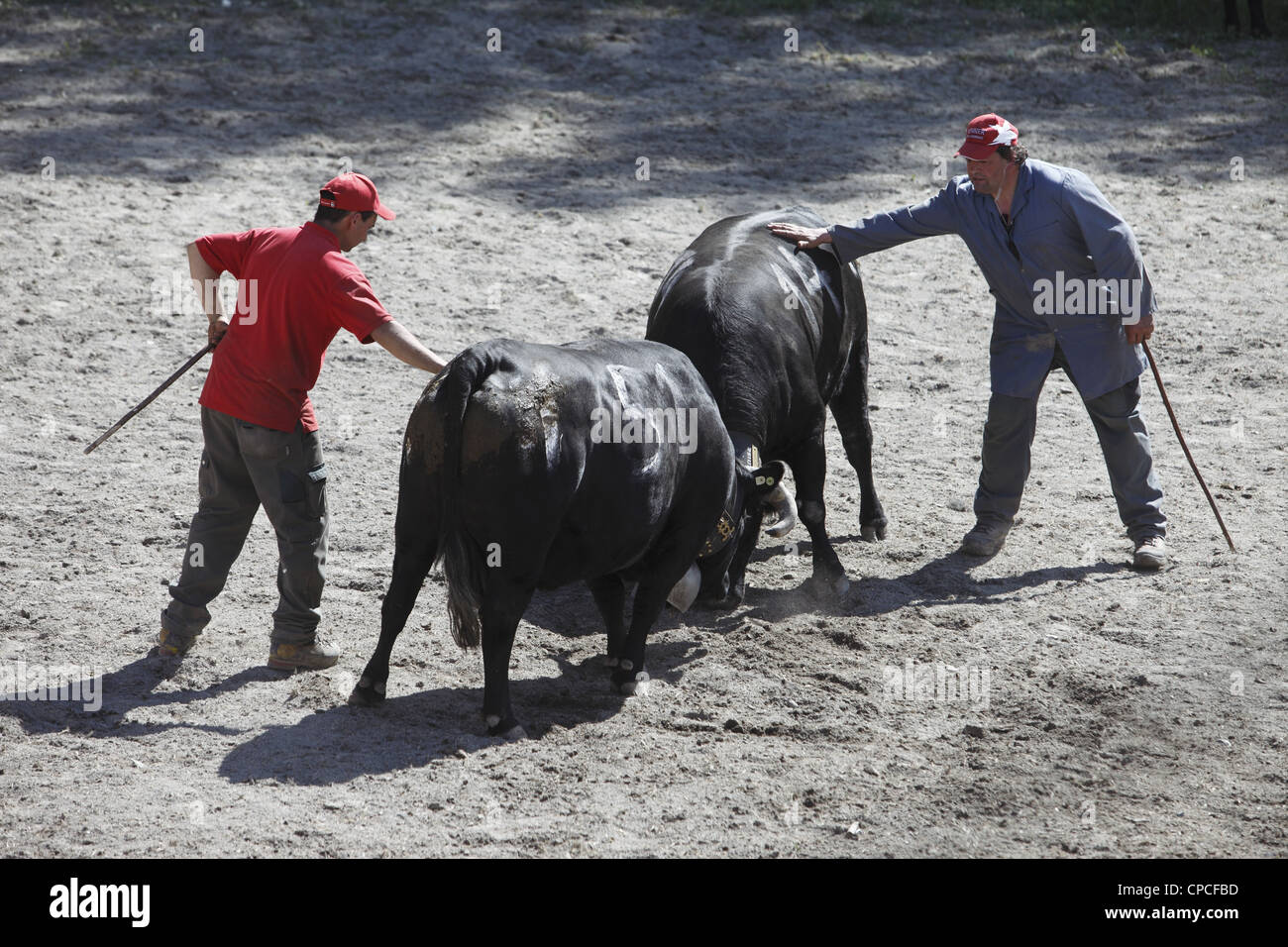 Combatte de Reines festival si svolge in Aproz, nel cantone del Vallese in Svizzera per trovare la "regina del latte di mucca Foto Stock