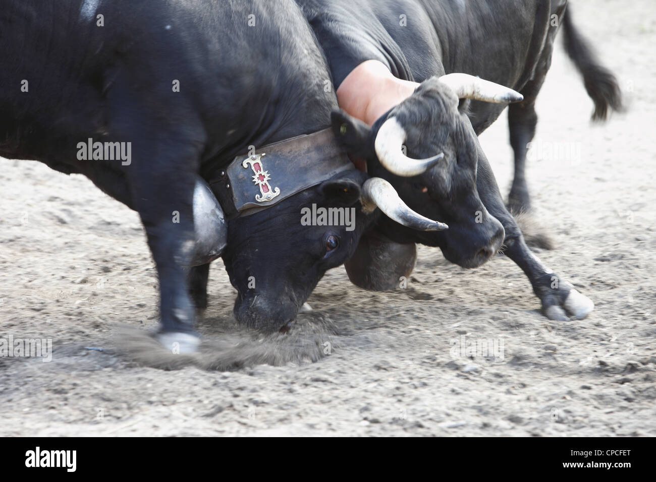 Combatte de Reines festival si svolge in Aproz, nel cantone del Vallese in Svizzera per trovare la "regina del latte di mucca Foto Stock