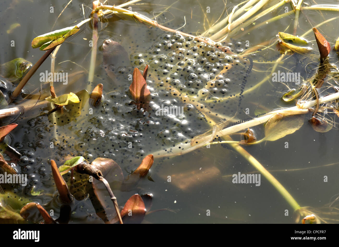 Rana europea (Rana temporaria) massa frogspawn con stringhe di rospo spawn Foto Stock