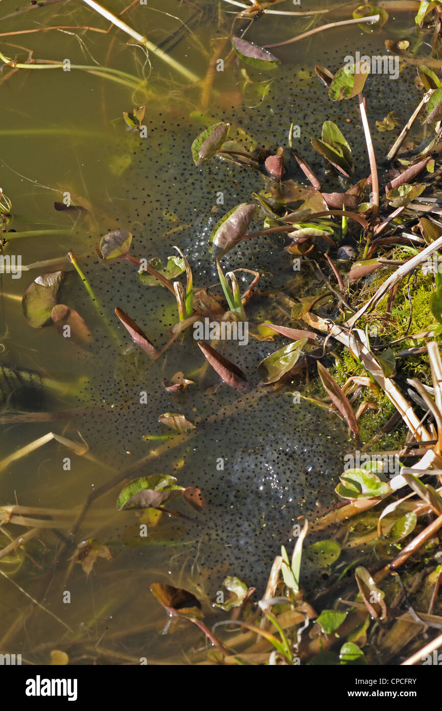 Rana europea (Rana temporaria) massa frogspawn con stringhe di rospo spawn Foto Stock