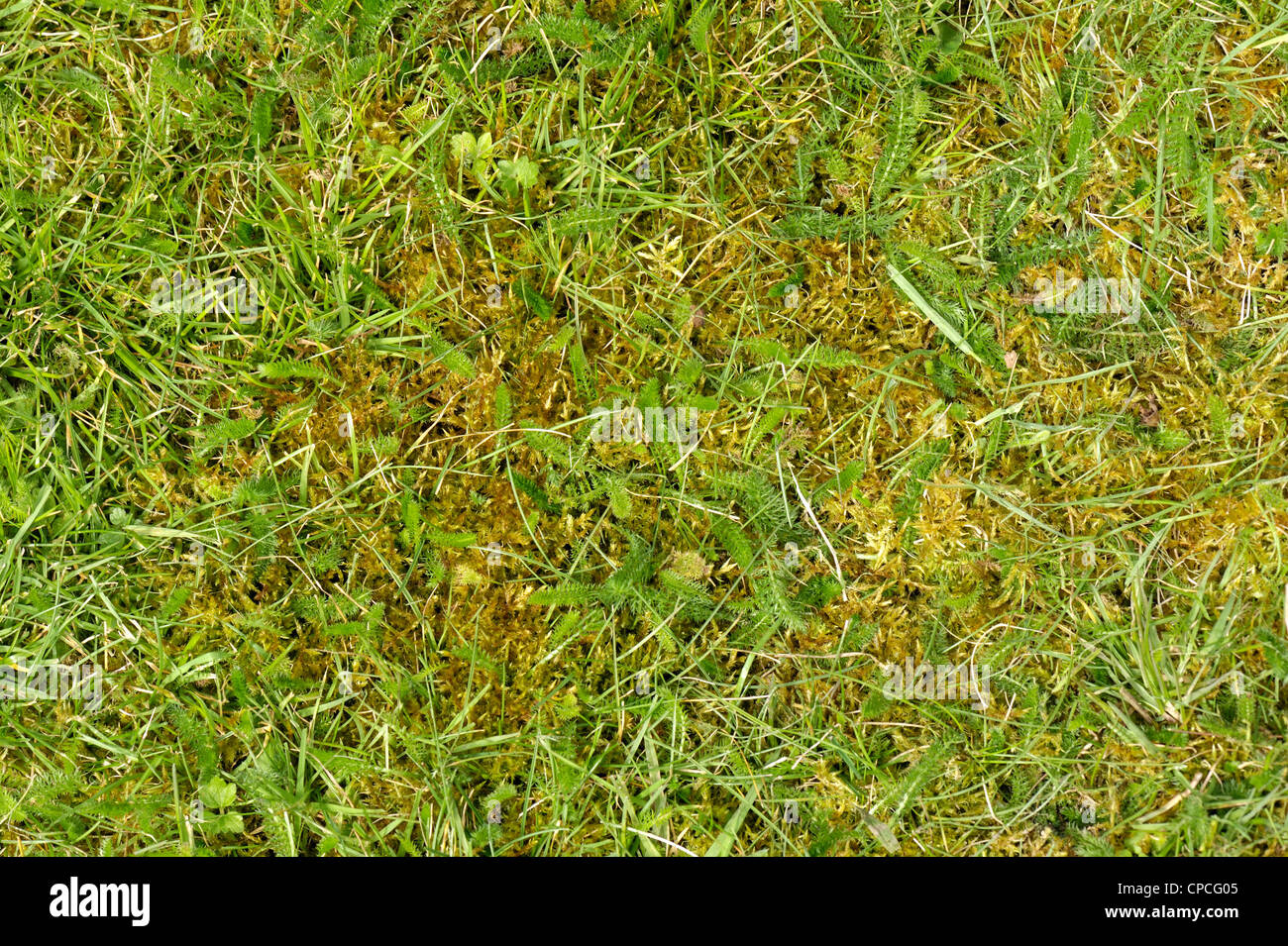 Grave infestazione di moss in uno sparse giardino prato Foto Stock