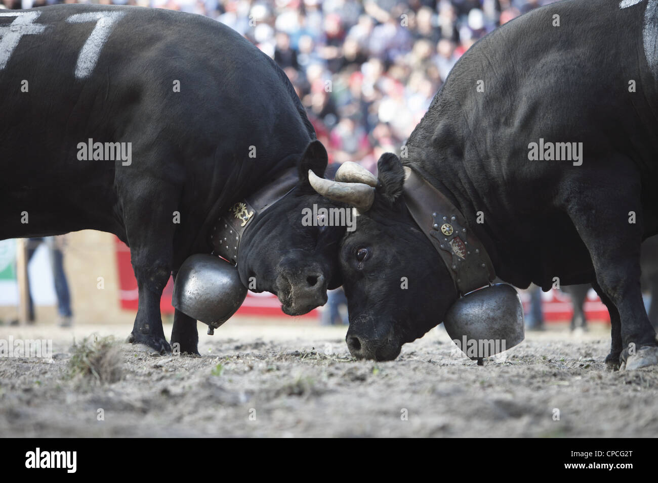 Combatte de Reines festival si svolge in Aproz, nel cantone del Vallese in Svizzera per trovare la "regina del latte di mucca Foto Stock