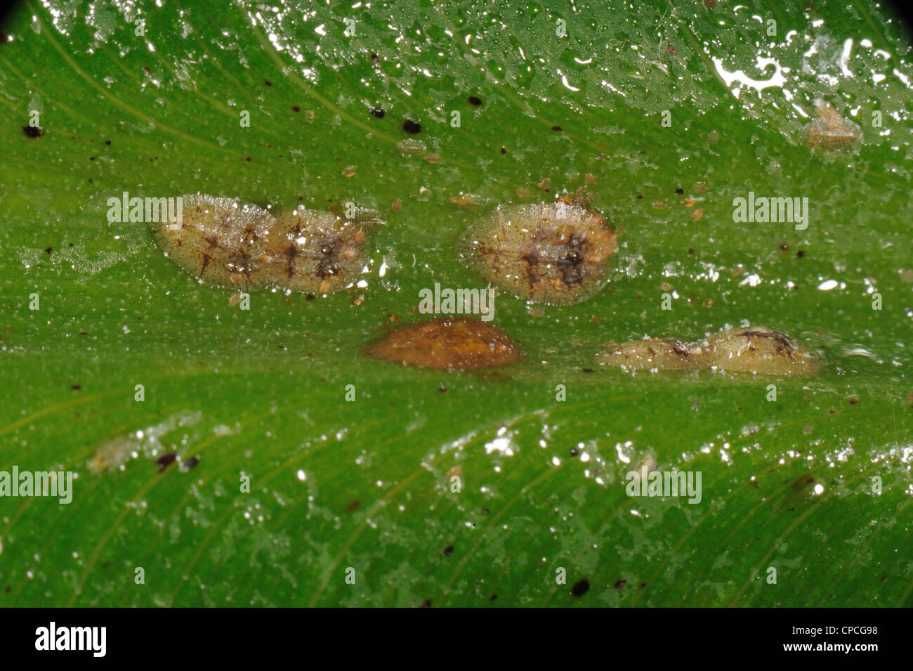 Honeydew & soft marrone insetti scala (Coccus hesperidum) su una foglia di banano vena controfiletto Foto Stock