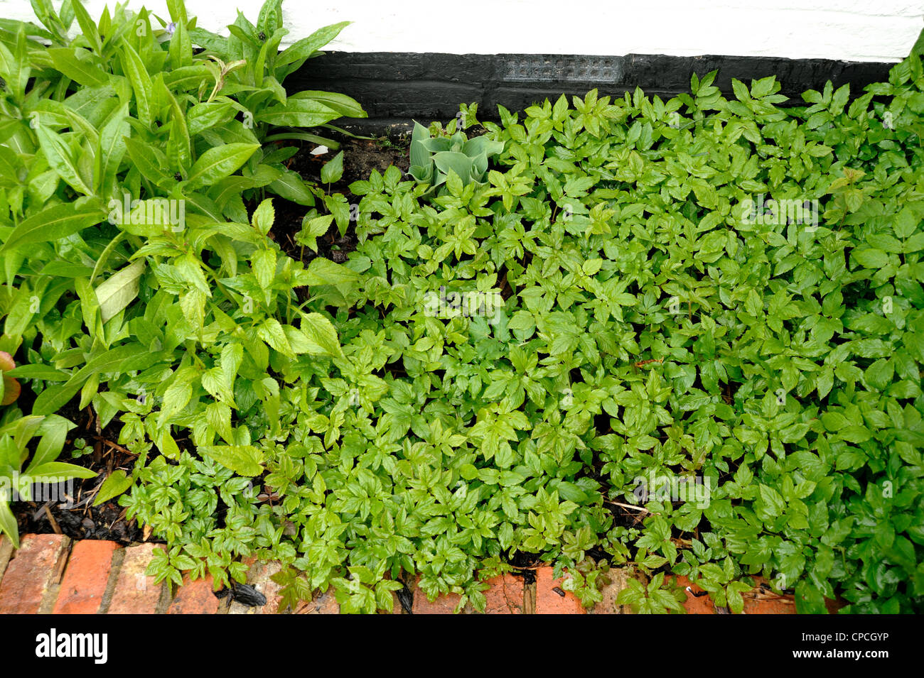 Massa Sambuco (Aegopodium podagraria) parzializzazione delle erbe infestanti in un confine di fiori Foto Stock