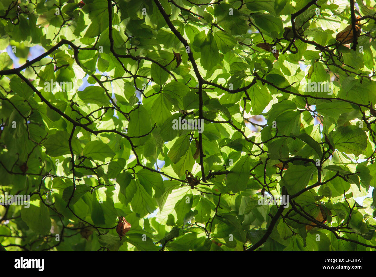 Sullo sfondo di un verde bosco di faggi foglie (Fagus sylvatica) e filiali con il sole che splende attraverso dal di sotto. Inghilterra Regno Unito Gran Bretagna Foto Stock