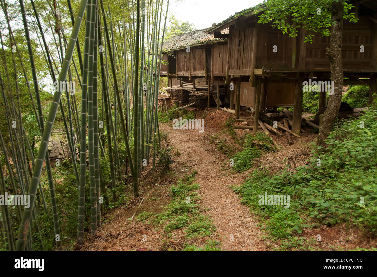 Un sentiero circondato da bambù in un basha miao (pistola uomini) villaggio, Cina del Sud Foto Stock Un sentiero circondato da bambù in un basha miao (pistola uomini) villaggio, Cina del Sud Foto Stock