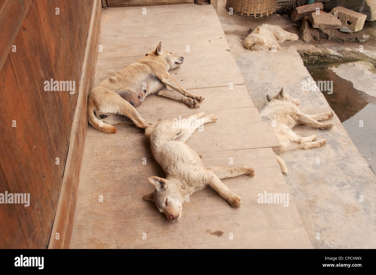 Quattro cani dormono sui passi di un basha miao (pistola uomini) Casa, Cina del Sud Foto Stock Quattro cani dormono sui passi di un basha miao (pistola uomini) Casa, Cina del Sud Foto Stock