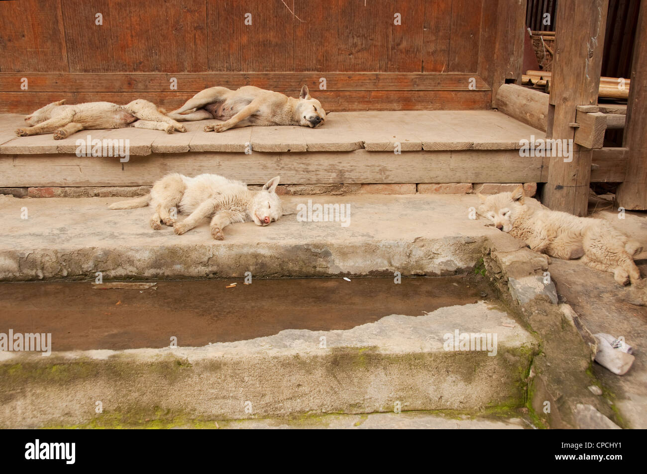 Quattro cani dormono sui passi di un basha miao (pistola uomini) Casa, Cina del Sud Foto Stock Quattro cani dormono sui passi di un basha miao (pistola uomini) Casa, Cina del Sud Foto Stock