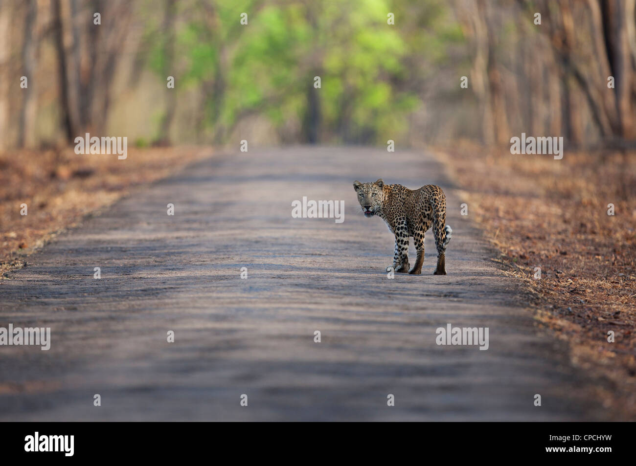 Leopard guardando il fotografo nella foresta di Tadoba , India. (Panthera pardus) Foto Stock